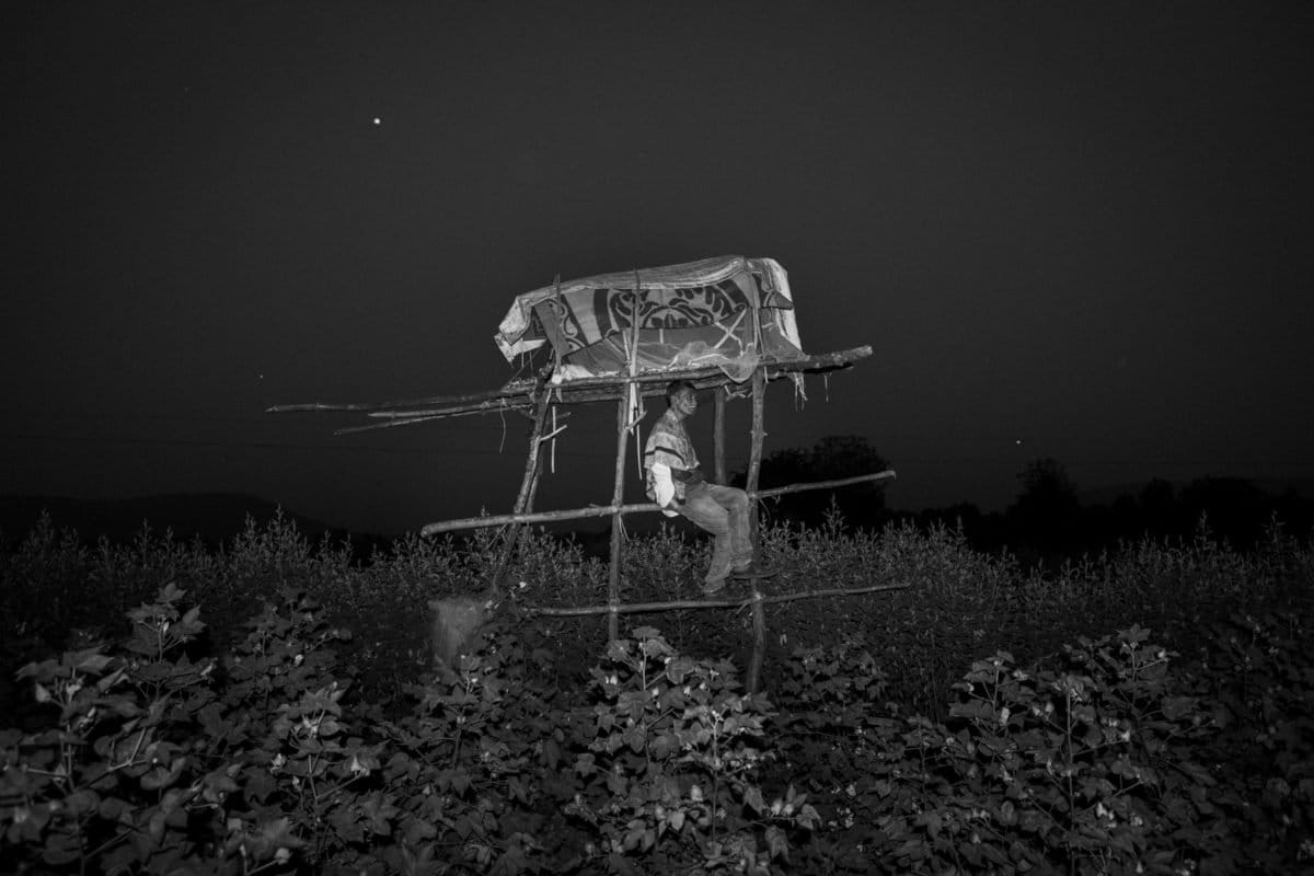 The night watchman on the watch tower at his cotton farm in Ghosri Village, near Tadoba Tiger Reserve, to protect the crops from wild boars and deer. Often, big cats are found roaming around the farms in search of prey. According to the forest department report, there are around 200 tigers living in the Chandrapur division, of which, around 80 tigers share space outside of the tiger reserve core zone. Photo by Senthil Kumaran.