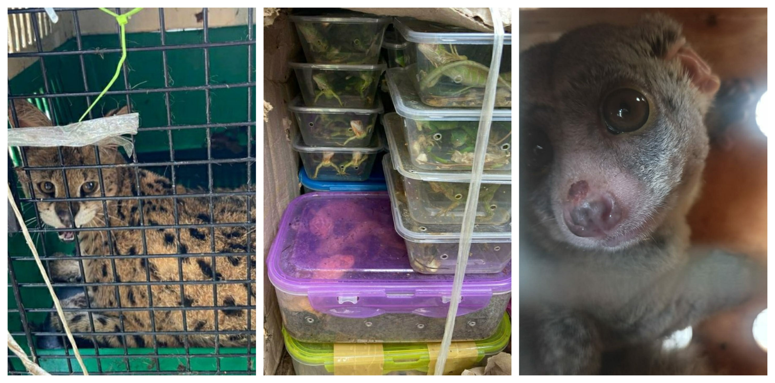 Wild animals seized at Khankawn check gate in Champhai district. Photo by Mizoram police.