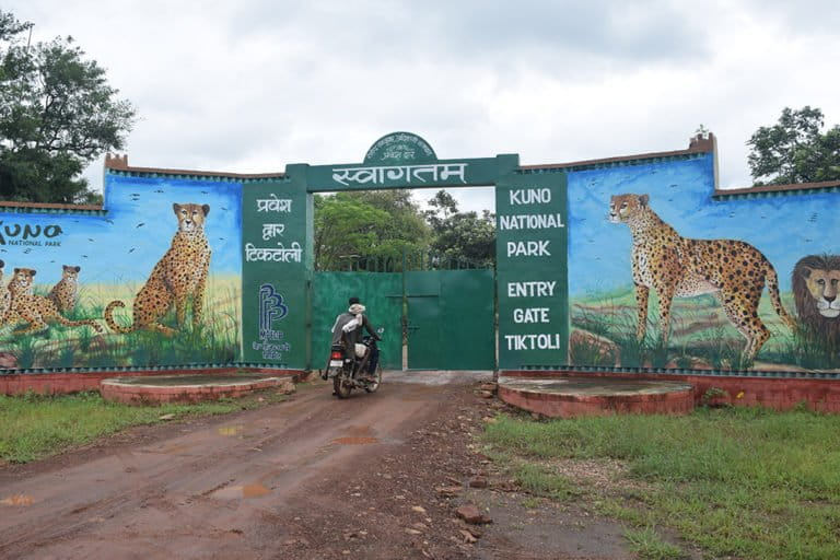 Entrance gate of Kuno Palpur National park. the 748 sq. km KNP devoid of human settlements forms part of the Sheopur-Shivpuri deciduous open forest landscape and is estimated to have a capacity to sustain 21 cheetahs. Photo by Manish Chandra Mishra/Mongabay