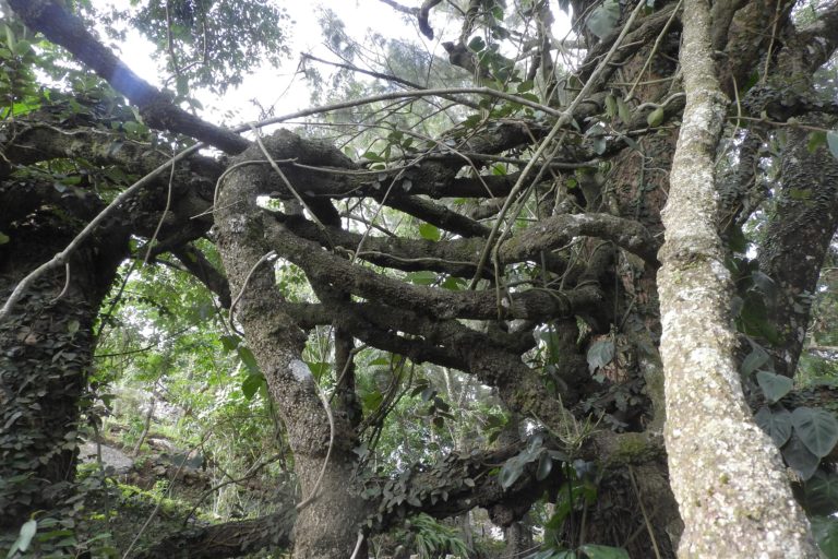 Image shows woody climbers twisted around a tree trunk in the forest