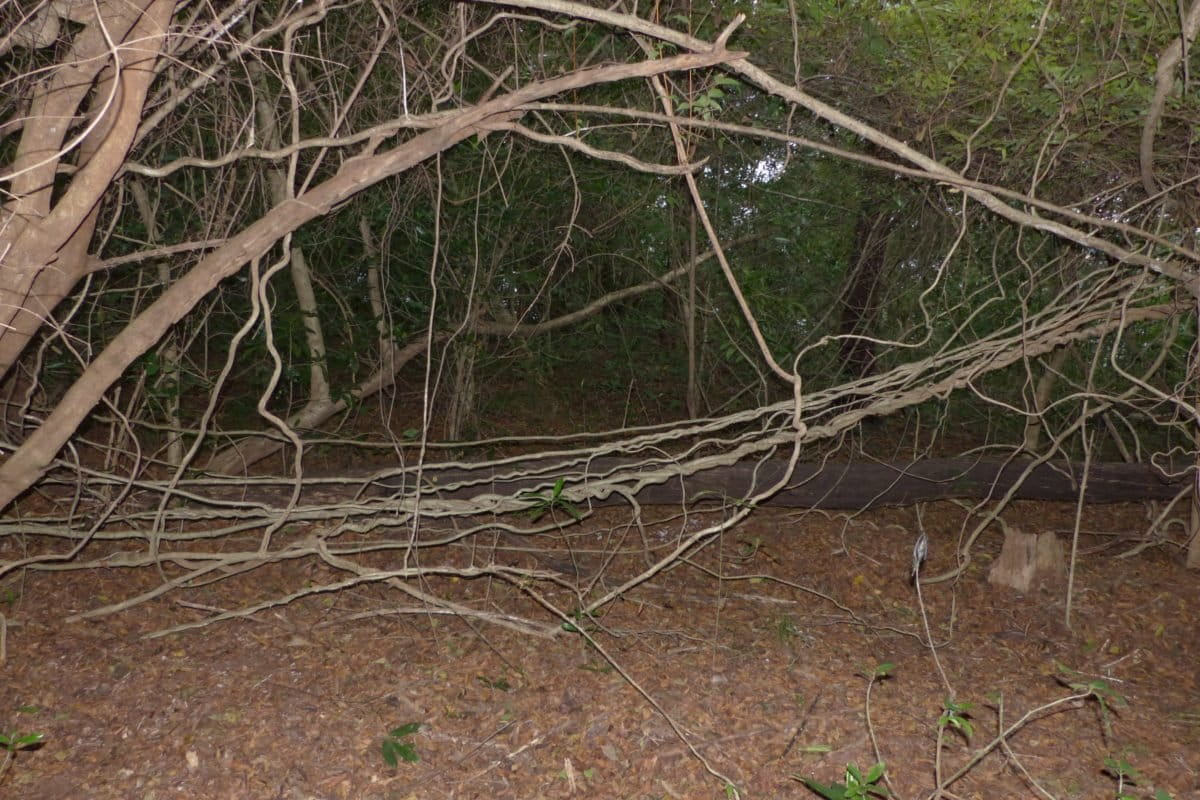 [Explainer] Woody climbers, lianas, embody the interconnectedness of a
