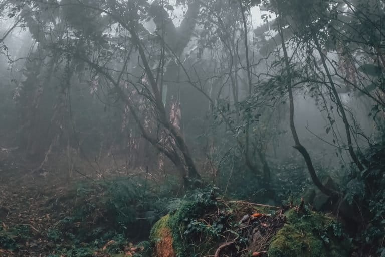 The forest in Murlen is so thick that sunlight seldom enters the forest. Photo by Amit Kumar Bal.