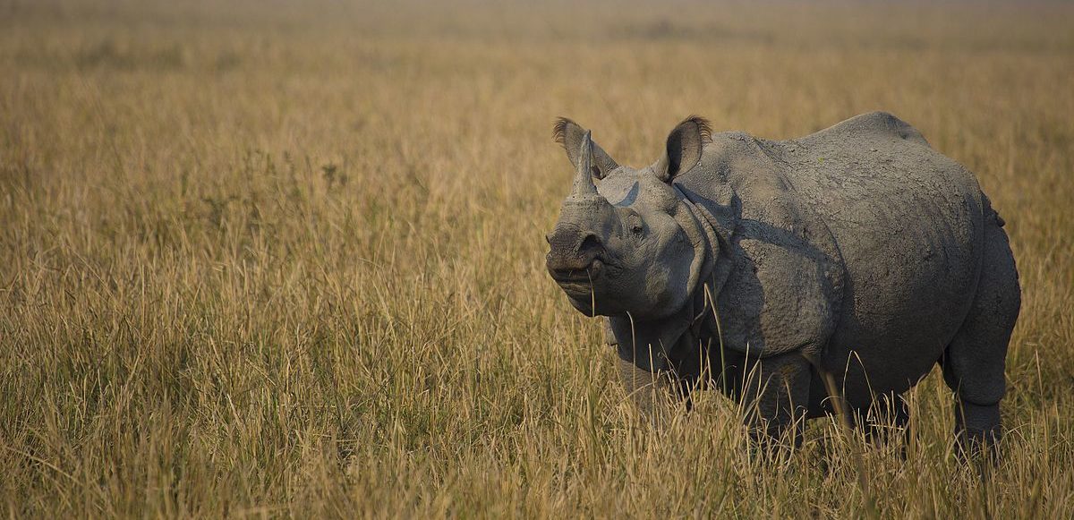 Image shows a rhino in a grassland in India