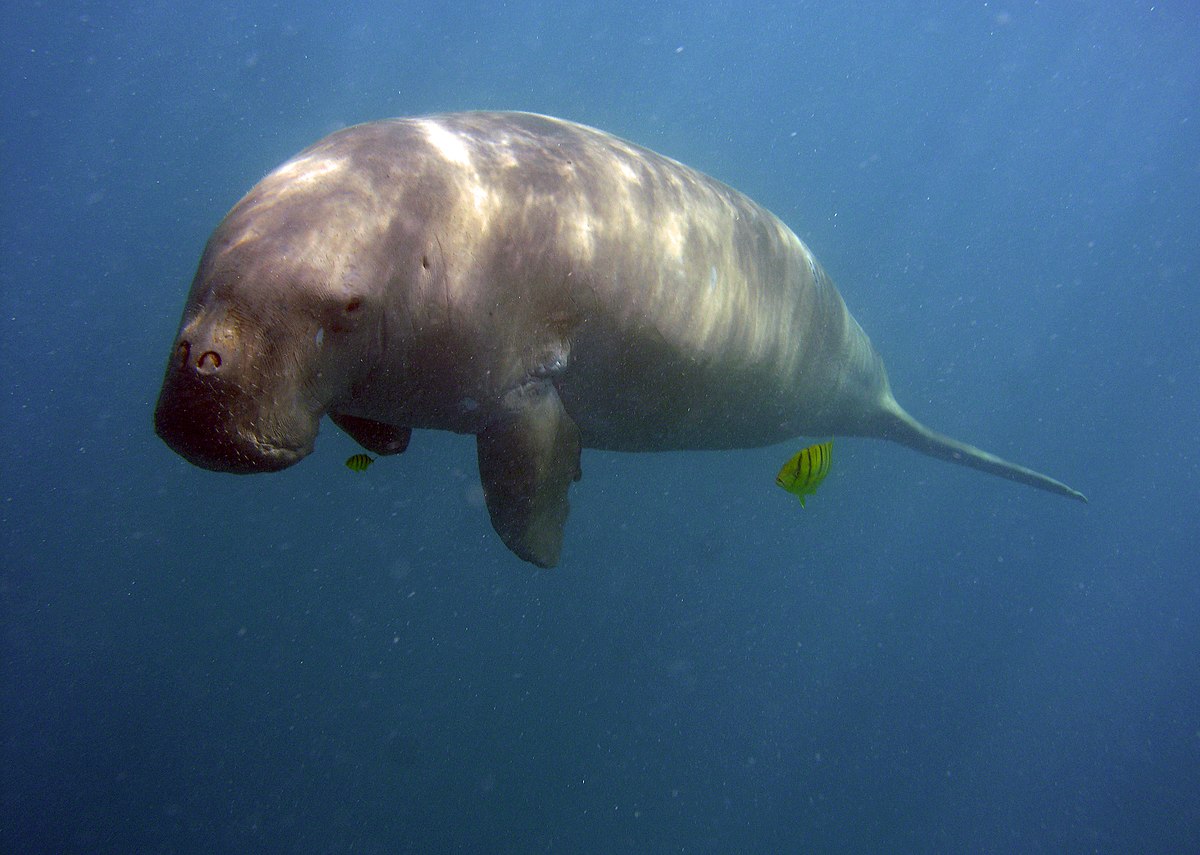 Image shows a dugong in the sea
