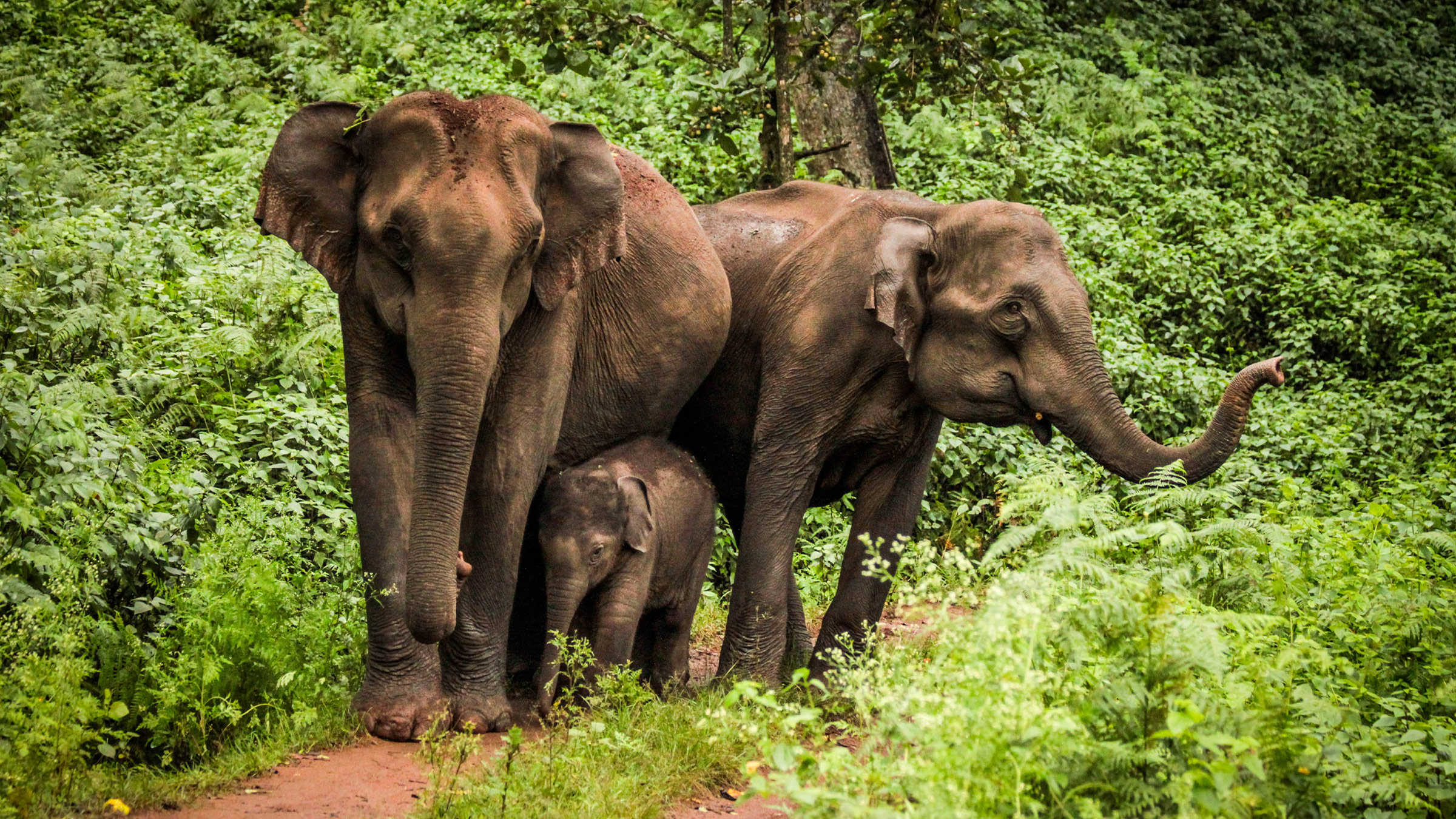 Three elephants.