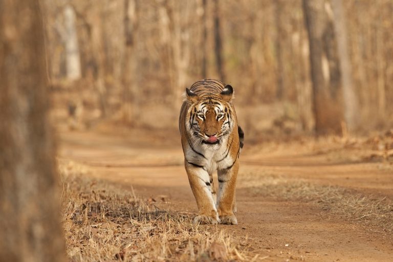 Image shows a tiger walking through a forest