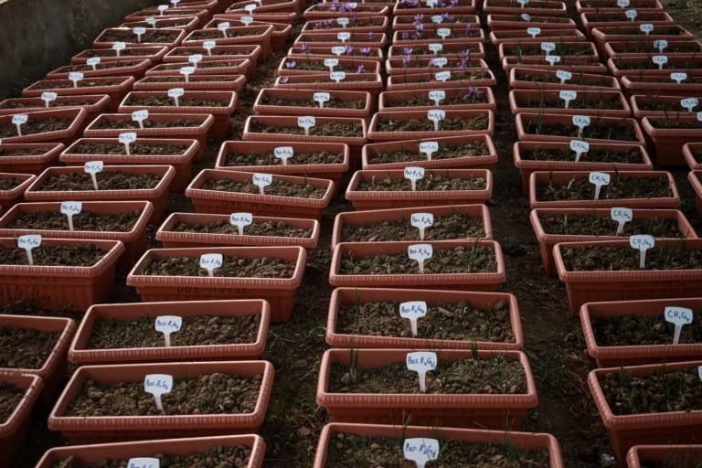 Image shows a row of saplings in pots