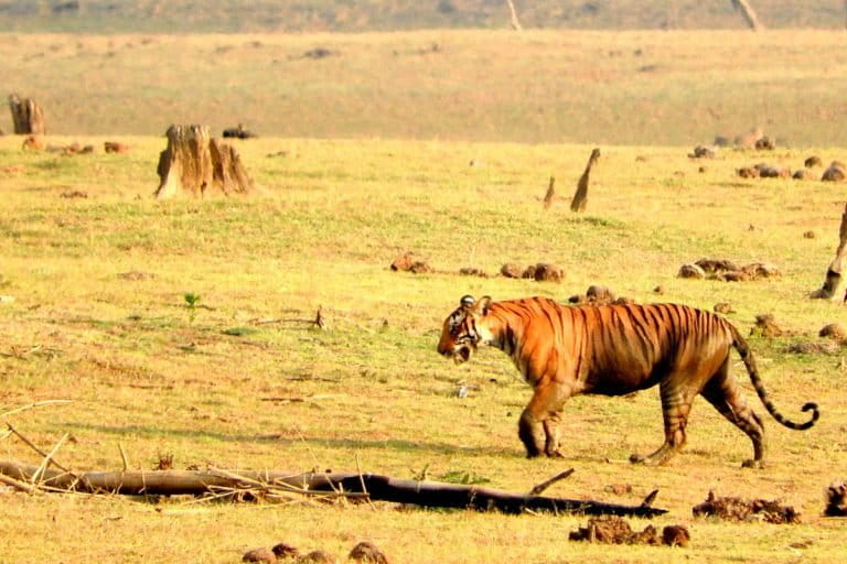 Nagarhole Tiger Reserve. Idols of tigers, bears and human figures adorn places of worship on the edges of adivasi hamlets near Sajjehalli Hadi. Photo by Kabeerali bilal/ Wikimedia Commons.