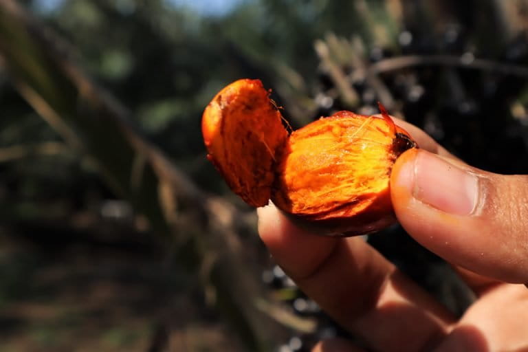 A matured palm oil fruit which will be crushed to extract palm oil from it. Photo by Manish Kumar