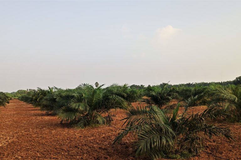 A young garden (below 4 years) in Medappaly village in Telangana. These gardens do not produce fruit in the initial our years. Photo by Manish Kumar