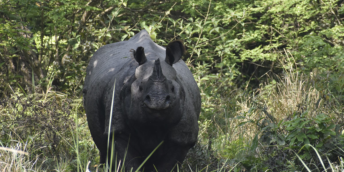 There are only four tiger reserves in India where tigers and rhinos can coexist. Dudhwa Tiger Reserve is one such place. Photo by Sanjay Pathak.
