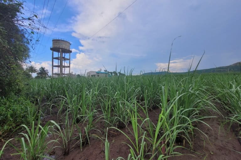 Image shows a sugarcane field with a water tank in the background