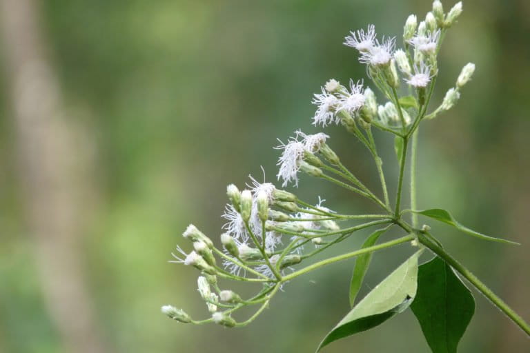 Chromolaena odorata has been introduced in Asia. Invasive alien species are a direct driver of decline in nature. Photo by Jeevan Jose/ Wikimedia Commons.