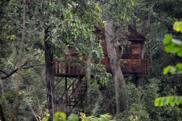 Image shows a tree-house in a forest