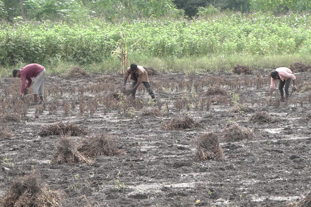 Lack of irrigational facilitates limits farming only to the monsoon crop forcing farmers to migrate to other region for work. Photo by Jaysing Chavan