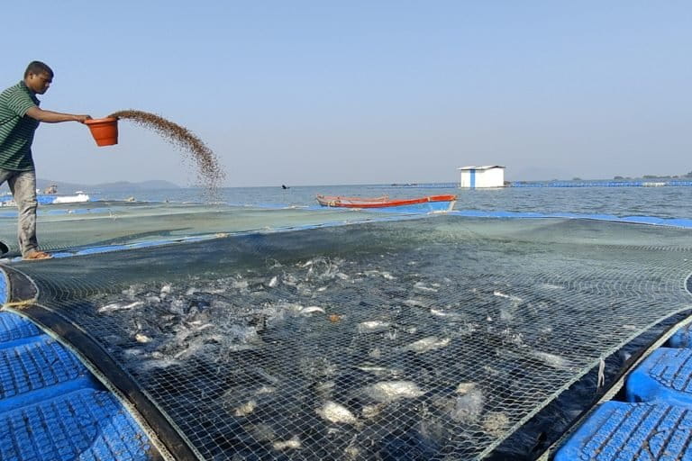 The fish in the cages are fed thrice a day with special fish feed. A helper feeds the fishes at the cage of Saransh Pansari. Photo by Aishwarya Mohanty.