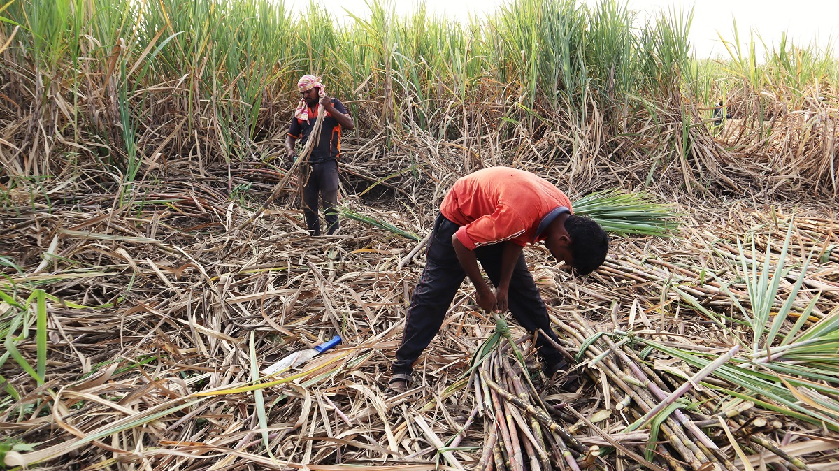Workers harvest sugarcane from a field from Kalawade village in Satara distrit. Photo by-Manish Kumar/Mongabay