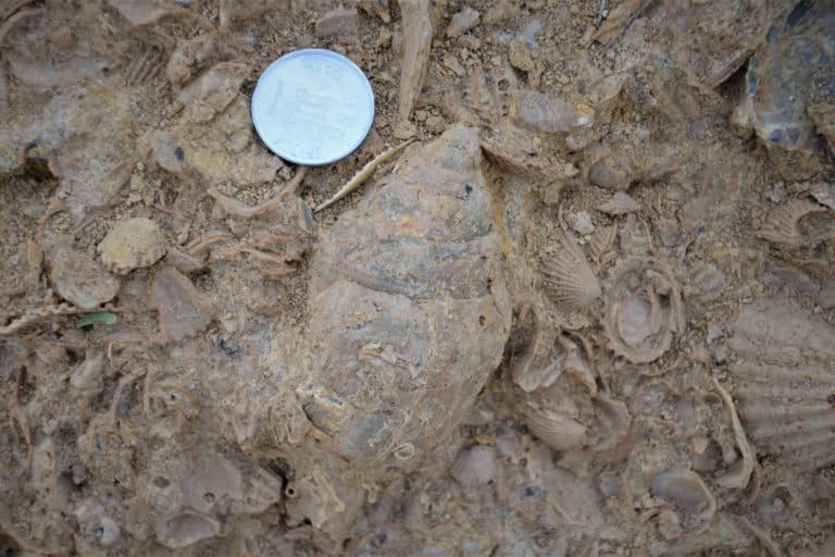 Mollusc fossils in Kachchh. Photo by Devapriya Chattopadhyay.