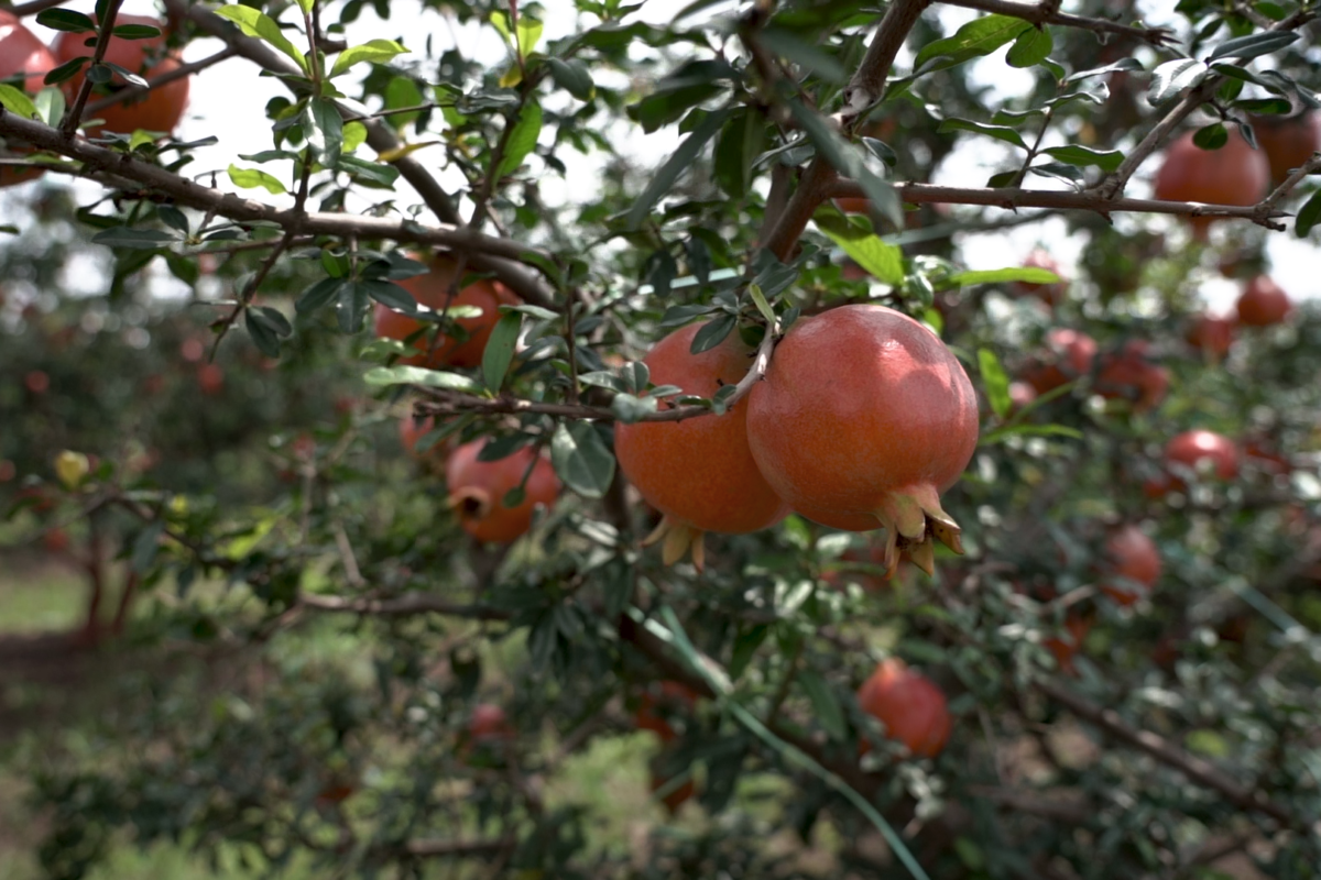 A pomegranate plantation in Atpadi. Photo by Jaysing Chavan/Mongabay