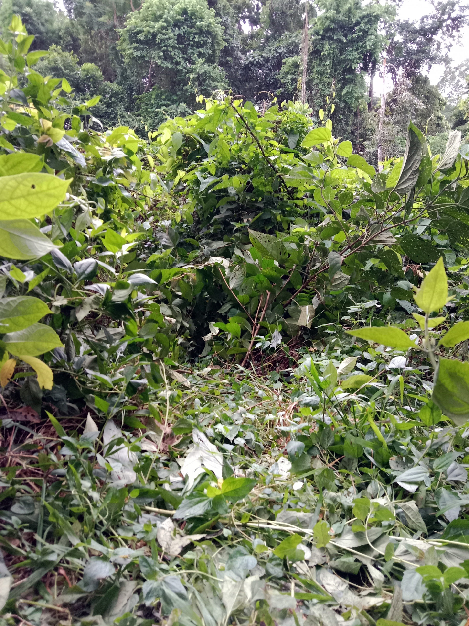 Vegetation along the feeding trail of elephants. Photo by Priyanka Das.