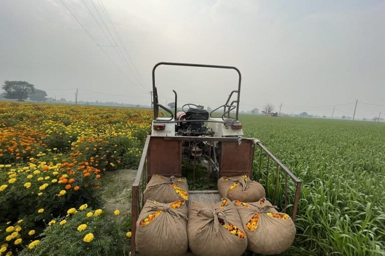 Cultivation of flowers in Fatehpur Jat, an urban village in Delhi