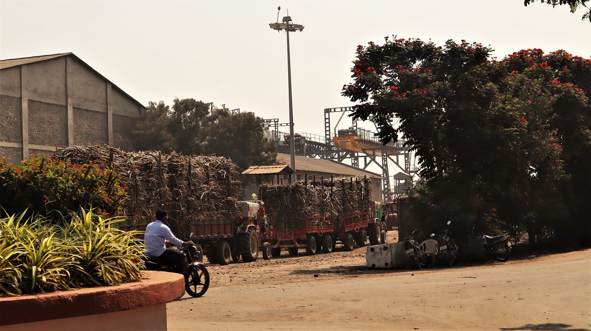 Truckloads of sugarcane from farmers entering into a sugar mill at Baramati in Maharashtra. Photo by Manish Kumar/Mongabay