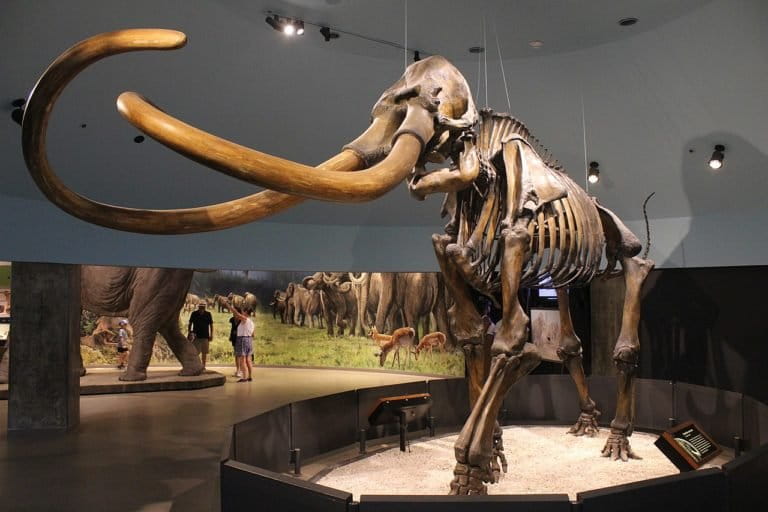 Skeleton of Mammuthus columbi on display at the Page Museum at the La Brea Tar Pits.