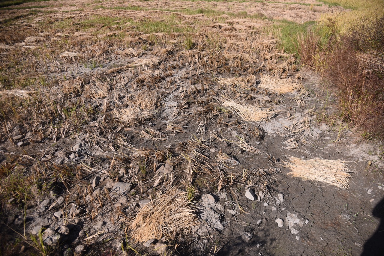 Wet fields and destroyed fields post heavy rainfalls. Photo by Alexy Thiyam.