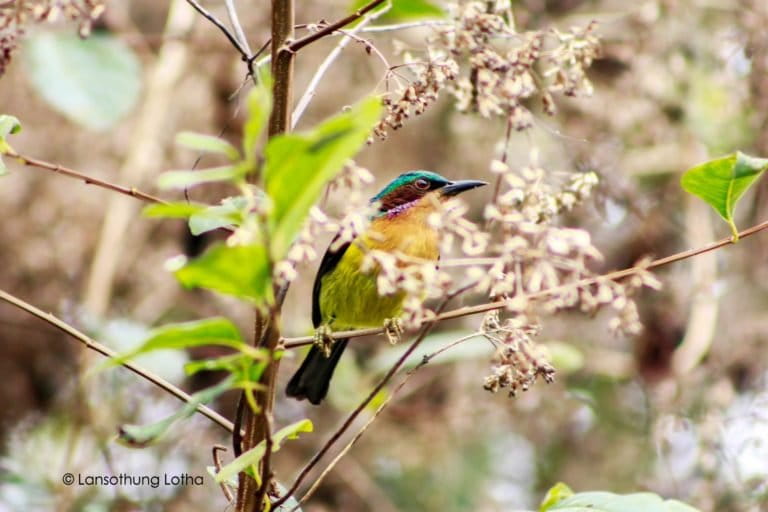 Ruby-cheeked sunbird in Nagaland. Photo by Lansothung Lotha.