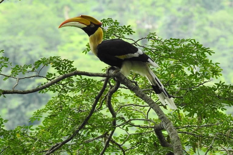 Representational image of a great hornbill foraging for insects in north Bengal. Nagaland is home to five species of hornbills. Photo by Aparajita Datta/Wikimedia Commons.