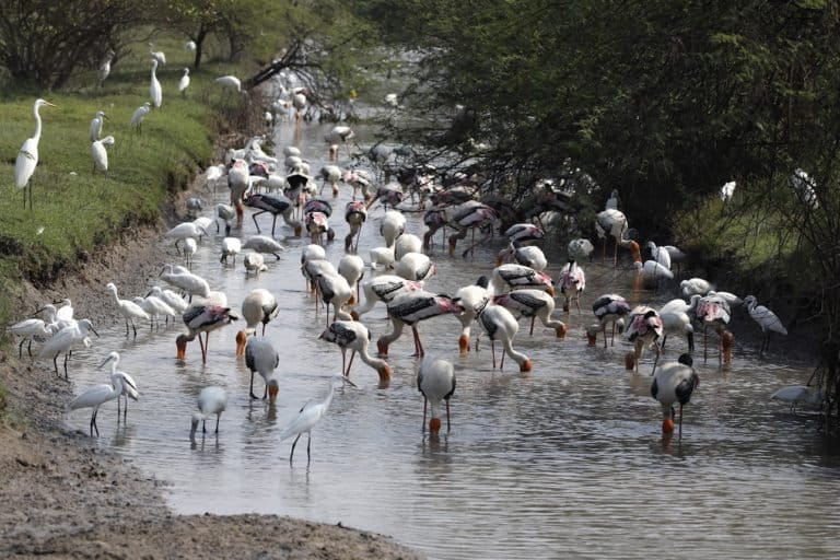 The vast inland wetlands in Tamil Nadu support valuable rich biodiversity and also provide economic benefits and contribute to livelihoods. Photo by Bupesh Gupta.