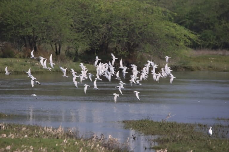 The Kazhuveli wetland is an important wintering ground for several thousand waterbirds and shorebirds during the migration period. Photo by Bupesh Gupta.