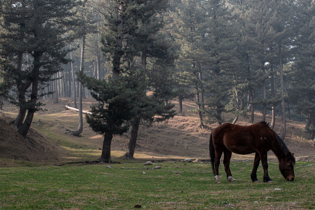 A horse grazes outside the restricted area, in the backdrop of a non-restored plot.Photo by Amir Bin Rafi/Mongabay