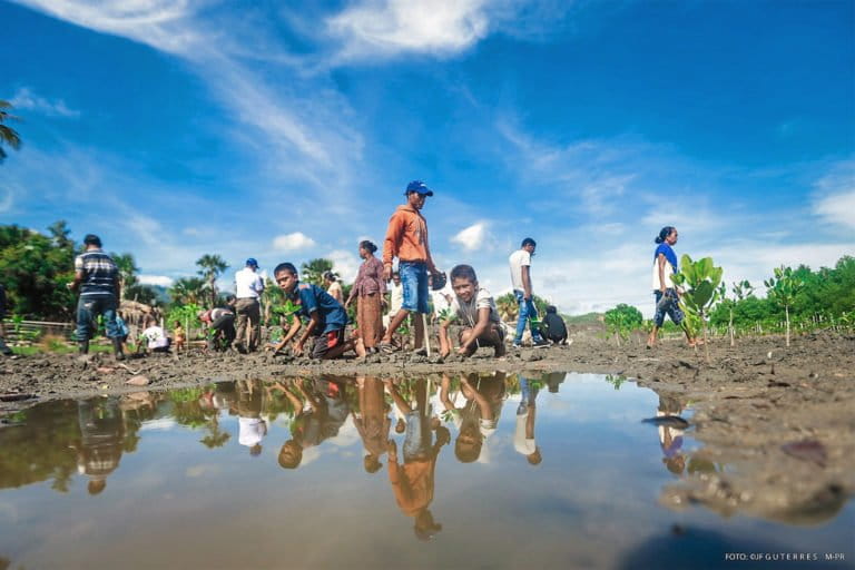 Mangrove restoration