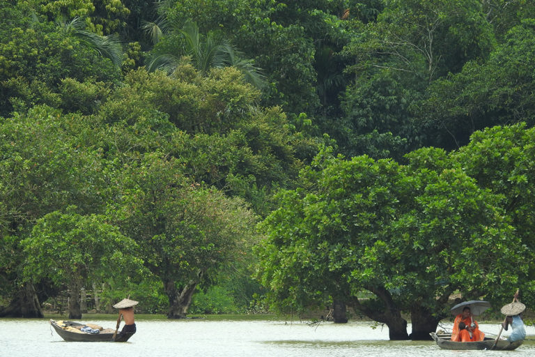 Hijol or Barringtonia acutangula in Son Beel in southern Assam. Photo by Arun Jyoti Nath.