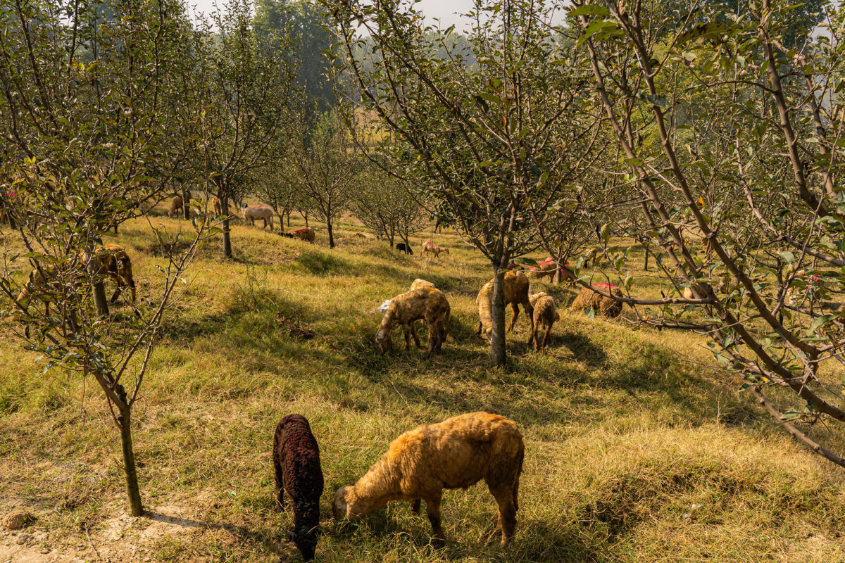 The karewas are rich in nutrients and are key to the region’s agricultural prowess in saffron and almonds. Photo by Shaz Syed/Mongabay.