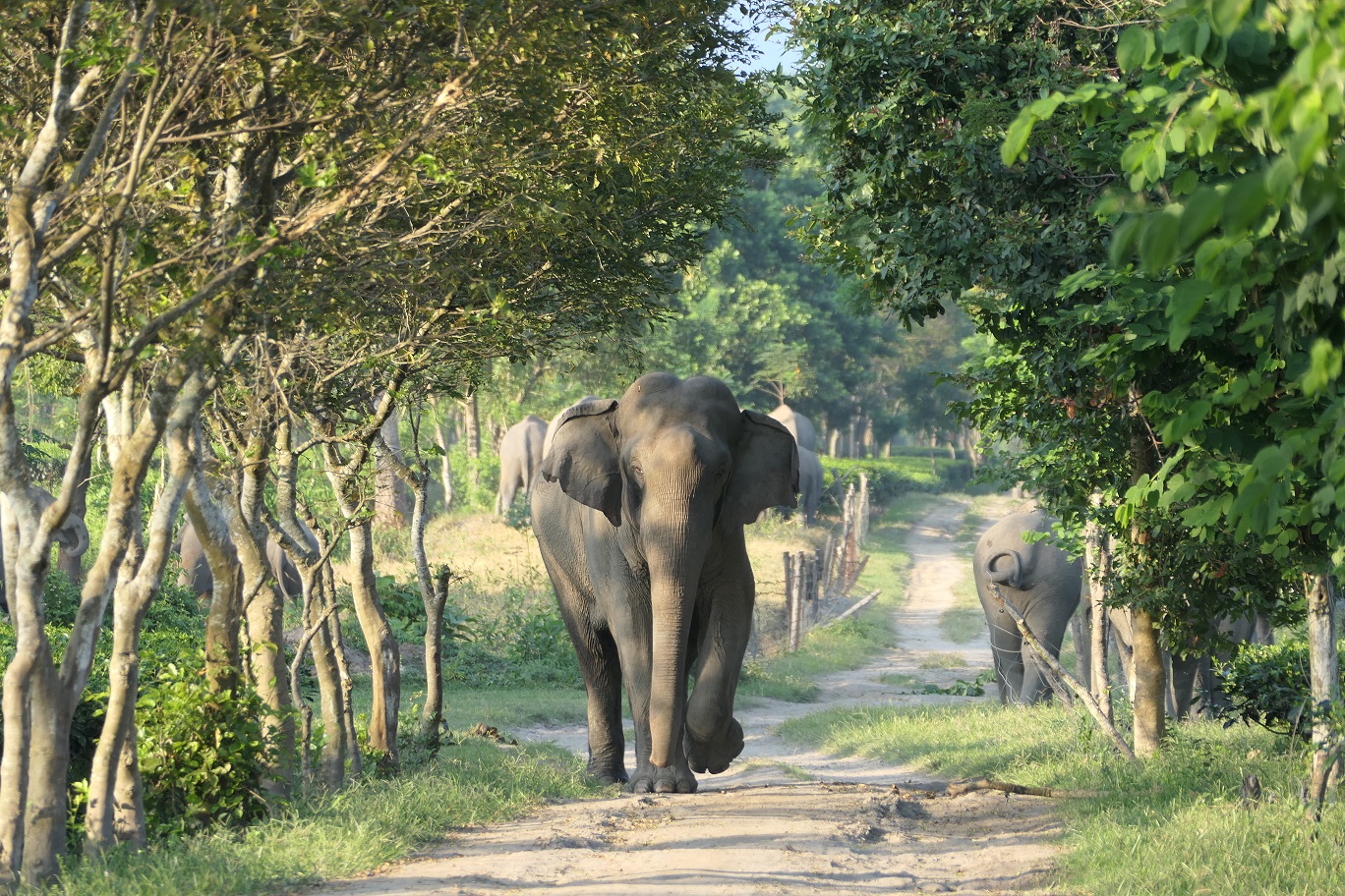  Commentary A Story Of Two Mothers From A Human elephant Conflict Zone 