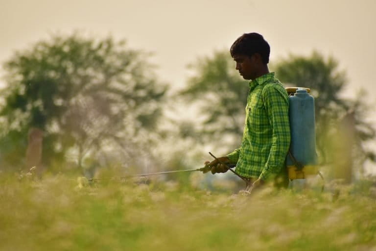 A man sprays pesticide on crops in a farm in India. 