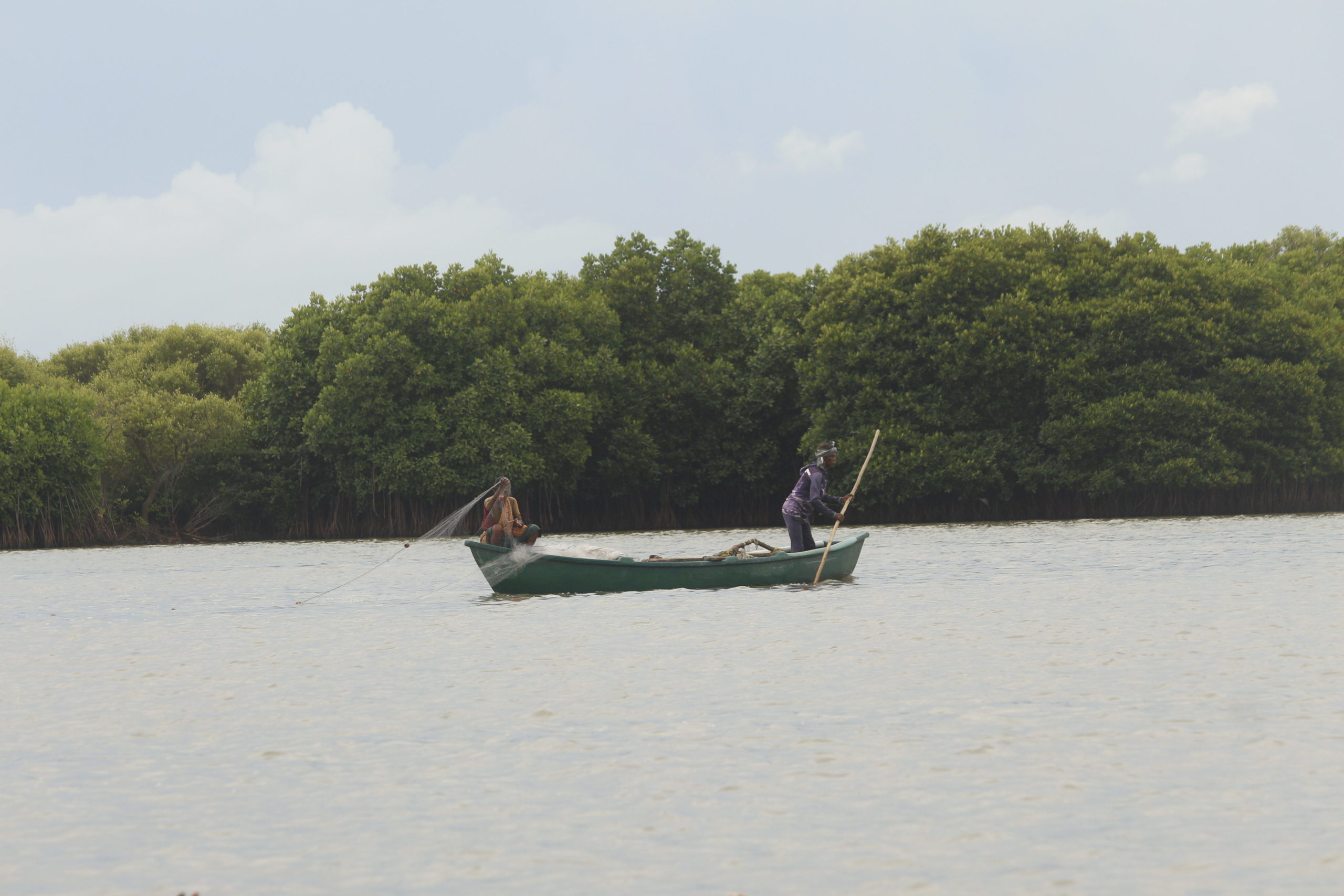 Mangrove Initiative for Shoreline Habitats and Tangible Incomes (MISHTI) aims to boost coastal livelihoods, help in carbon sequestration, flood control, erosion reduction, biodiversity preservation and more. Photo by Priyanka Shankar/Mongabay.