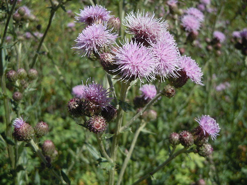 India lacks a specific legislative framework to deal with invasive species while having a long history of environmental policies. Photo of Cirsium arvense by Matt Lavin/Wikimedia Commons