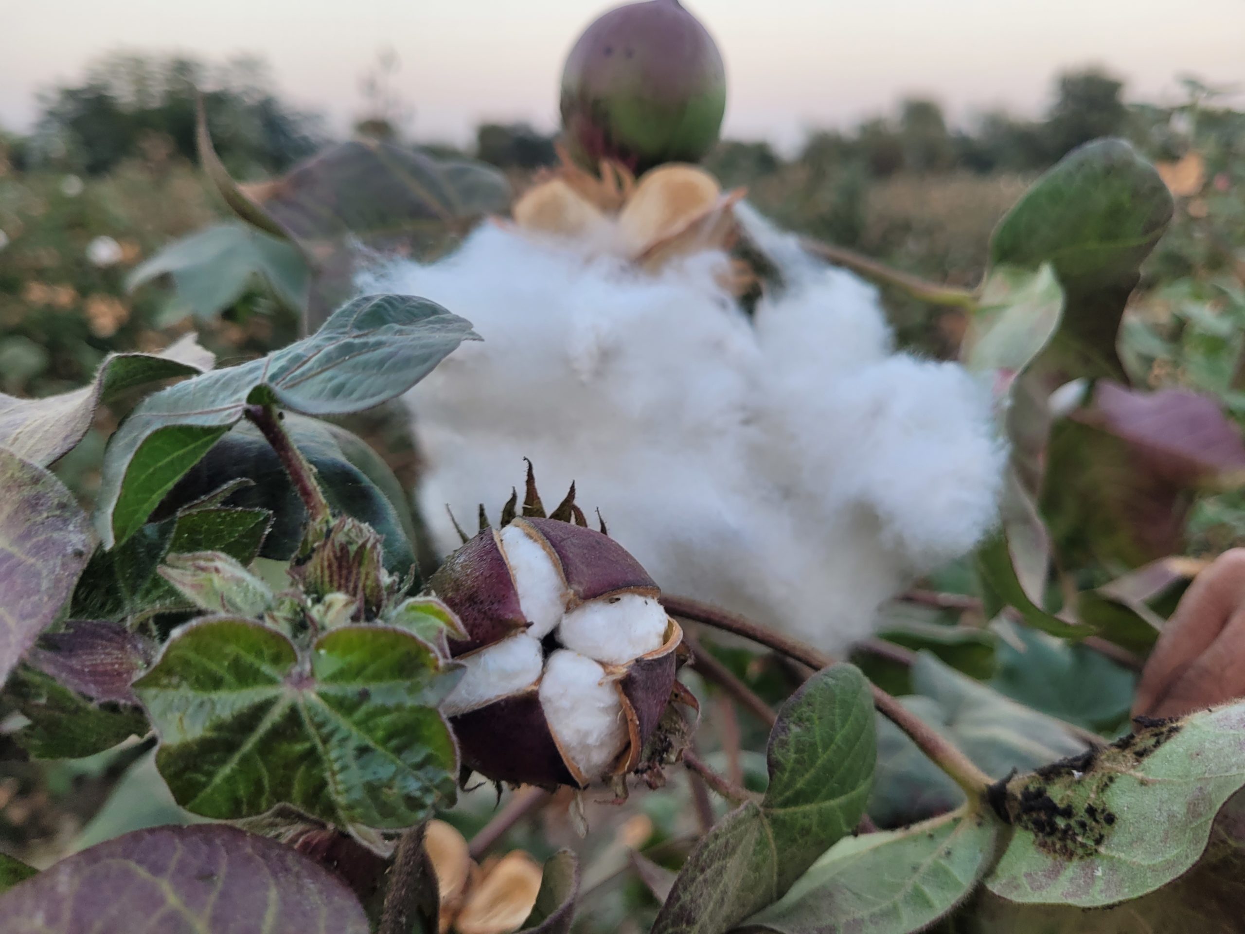 Cotton production gets boost, yield crosses last year's figure - Hindustan  Times