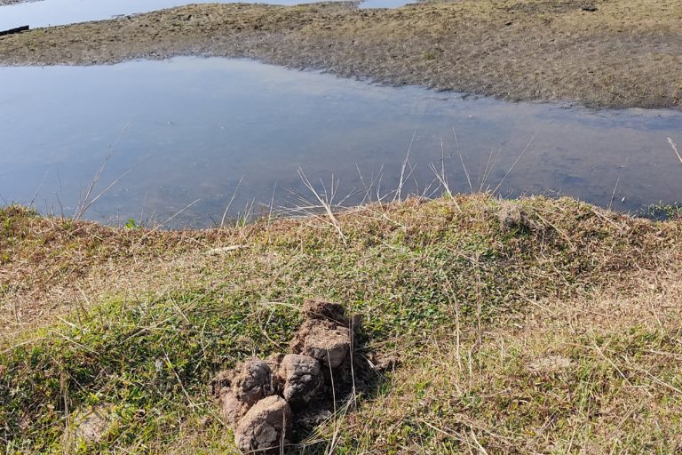 Elephant droppings at Gamiri, indicating the presence of jumbos in the area. Photo by Nabarun Guha.