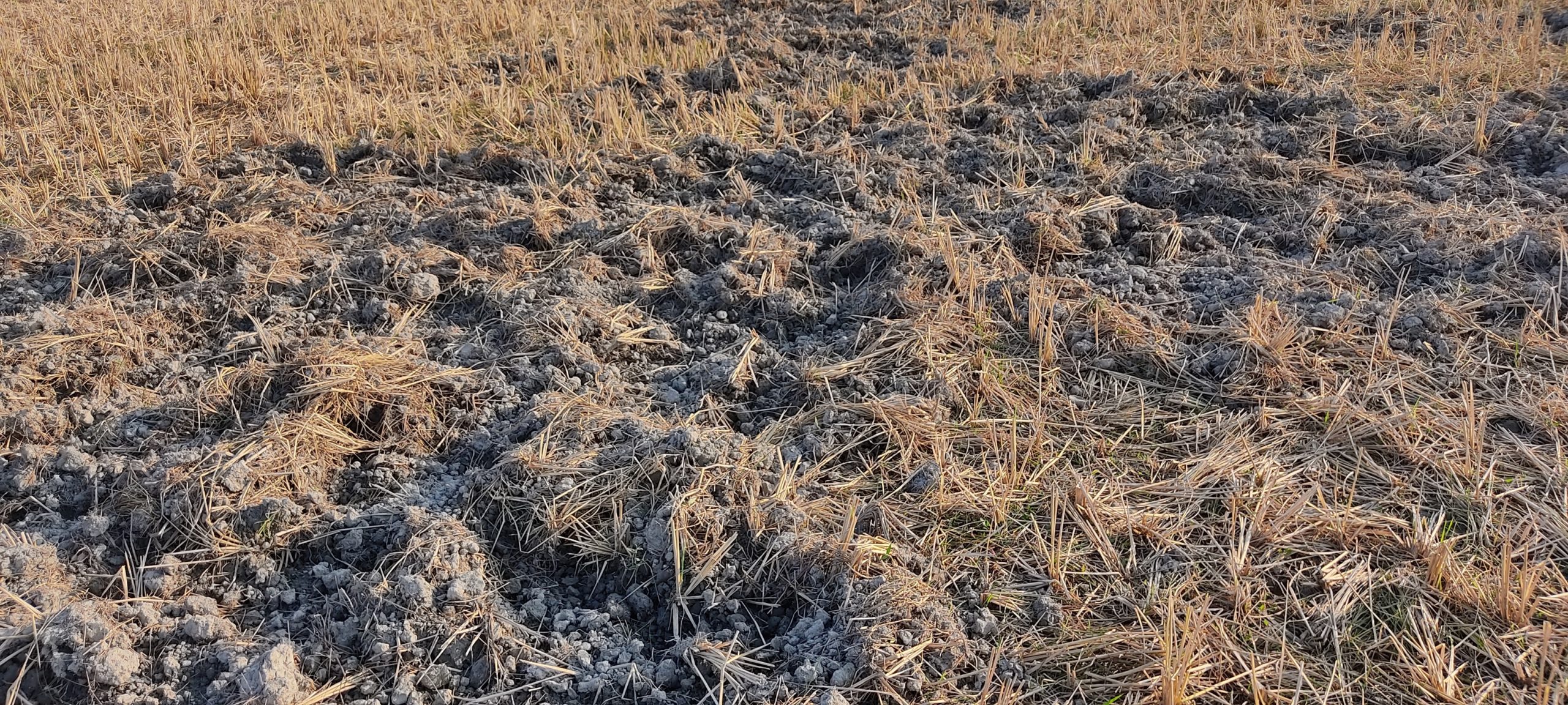 Crops raided by wild boars in Kaziranga. Photo by Nabarun Guha.