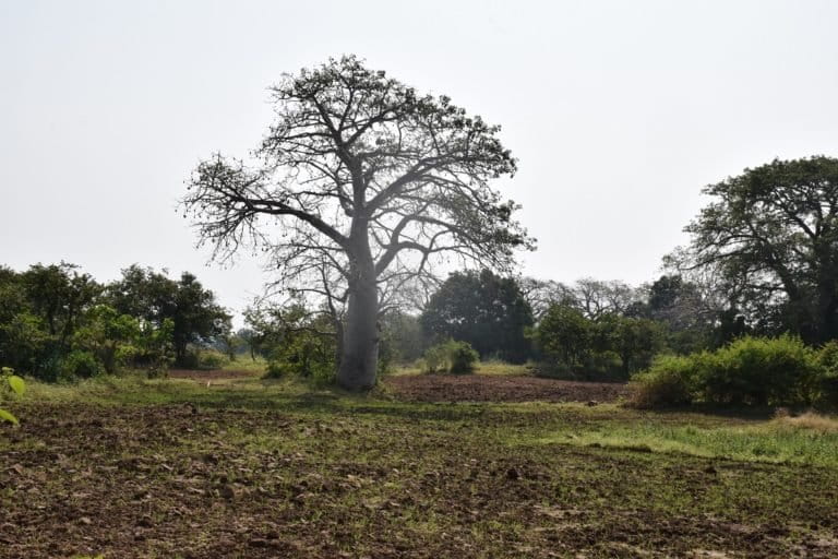 A baobab tree standing in a field in the Mandu district. Madhya Pradesh government has initiated a process of getting a GI tag for it. Photo by Shahroz Afridi/Mongabay.