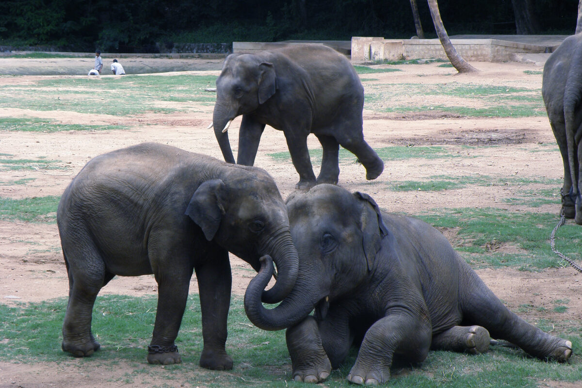 Elephants in a Mysore Zoo. Photo by Smerikal/Flickr