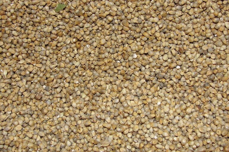 Pearl millets. Photo by Thamizhpparithi Maari/Wikimedia Commons.