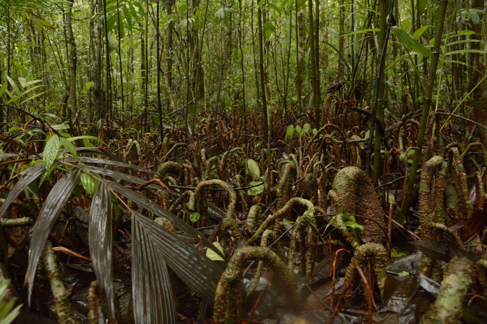 Diversion of Myristica swamps for agriculture in Western Ghats and south-east Asia is pushing many Myristicaeae species to extinction. Photo by Siddarth Machado/Flickr