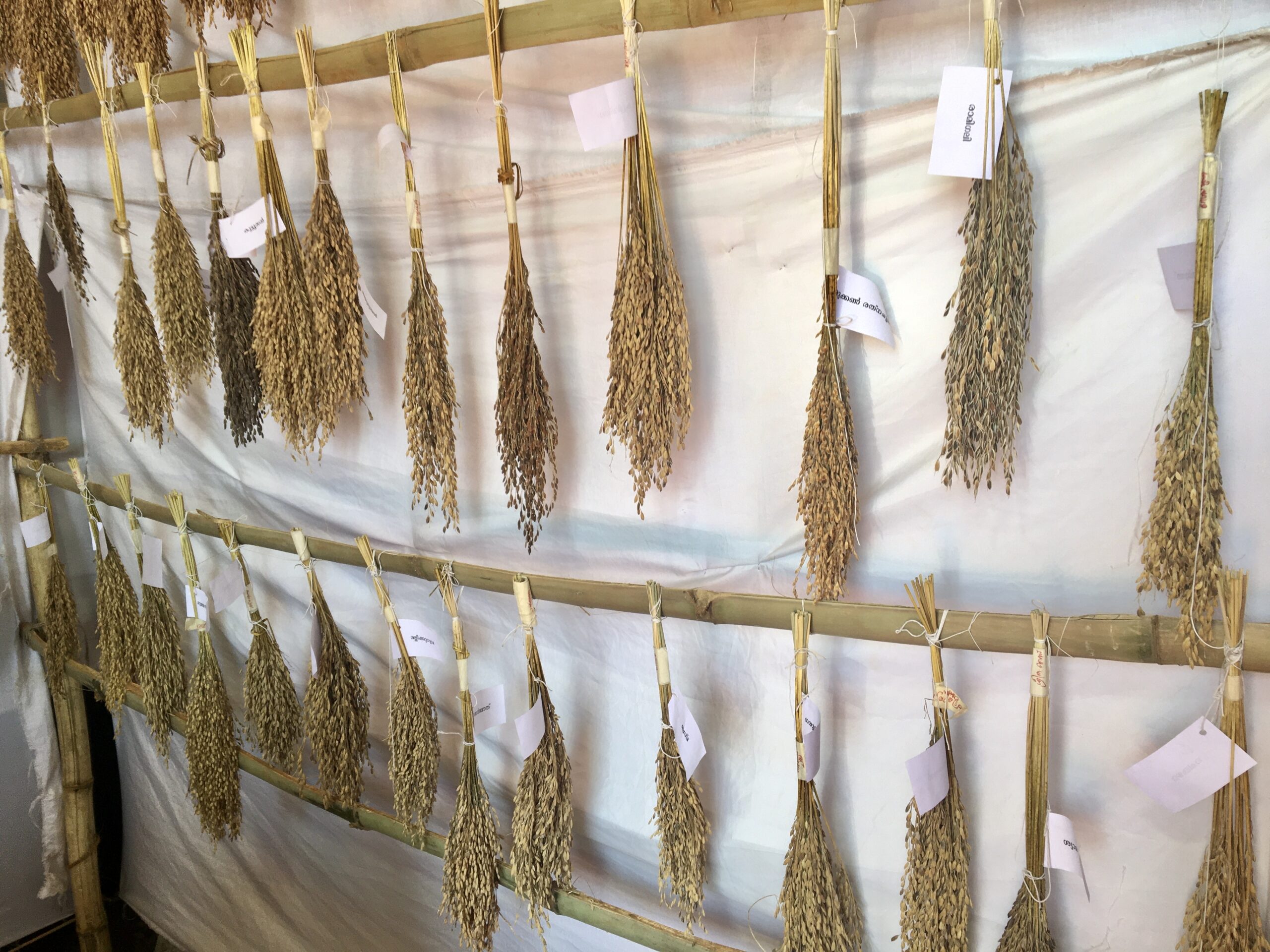 Image shows a display of seed crops against a white background