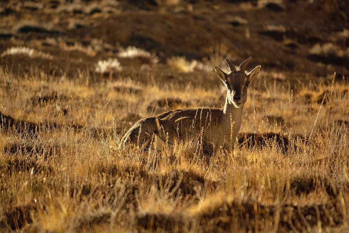 A Himalayan ibex in the Spiti Valley. Photo by Madhumita Das/ Wikimedia Commons.