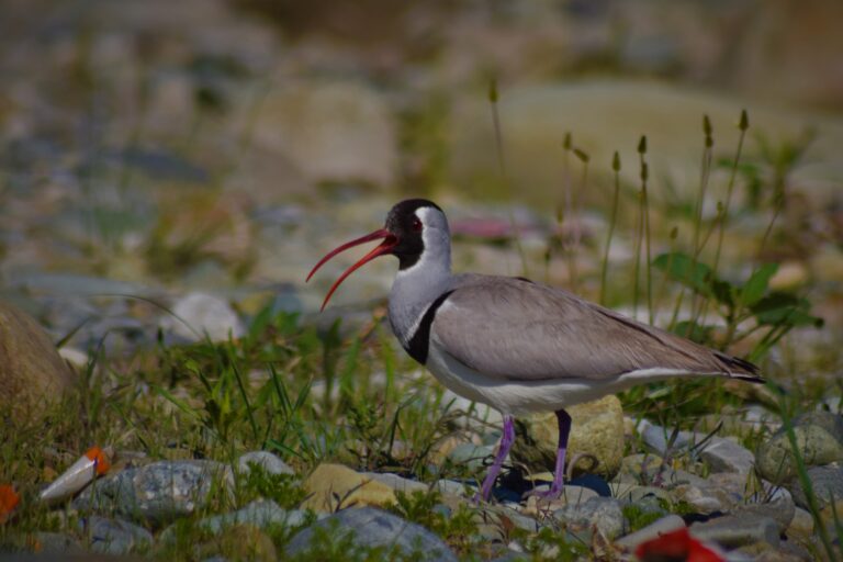 Predation is another significant threat for the ibisbill. Photo from Iqram ul Haq.